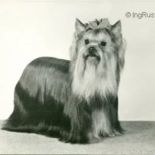  OZMILION JUST IMAGINE — Labaza DogPedigree YorkshireTerrier